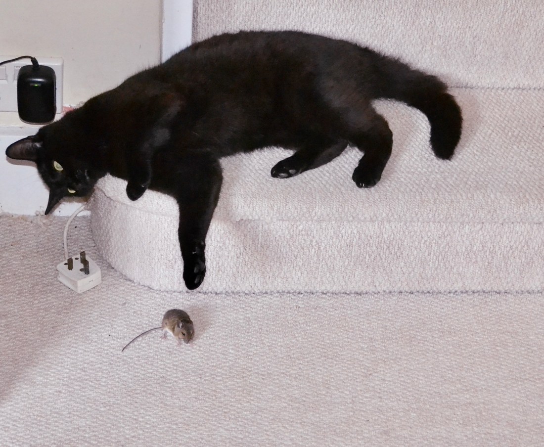 Moses Little Game Cat