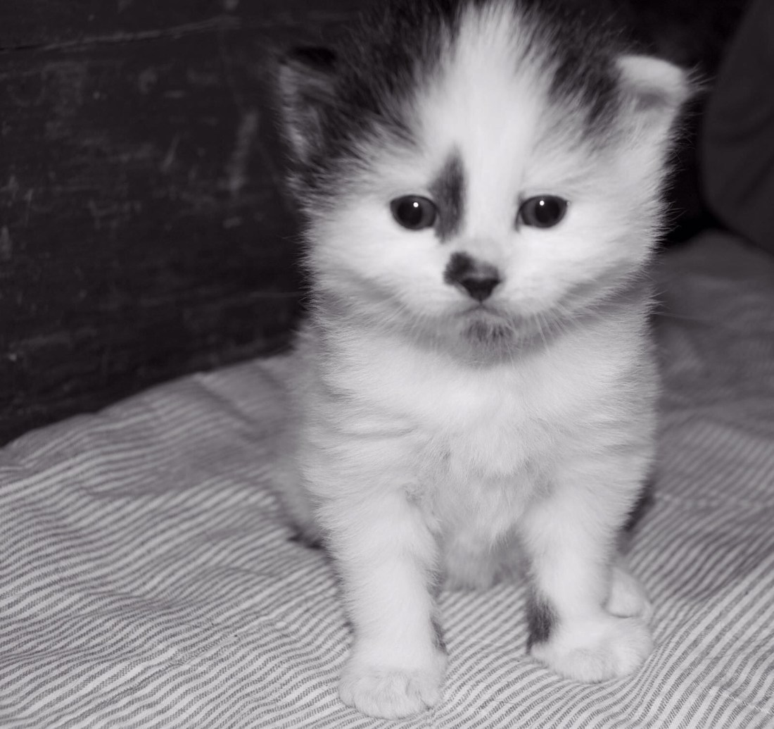 Who could resist baby Freddie