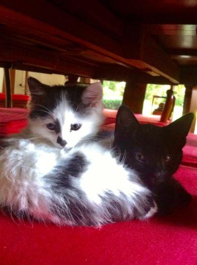 a4282ff3-b8ba-4a46-8a2b-a59b22b31e68