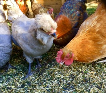 Chickens3 16 July