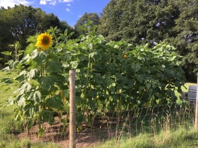 R Sunflowers1 29 July.JPG