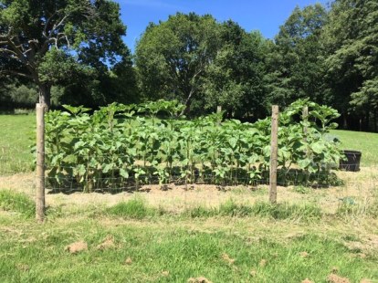 Rod sunflowers 4 July