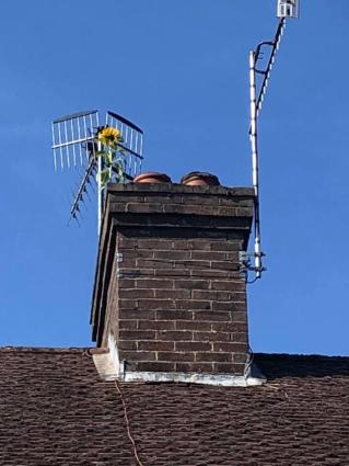 Sarah Sunflower1 16 July