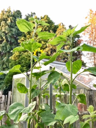 Sarah Sunflowers (1) 3 July.jpg