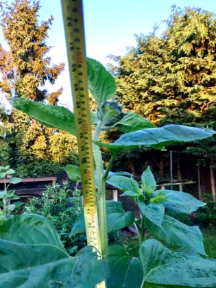 Sarah sunflowers (2) 3 July