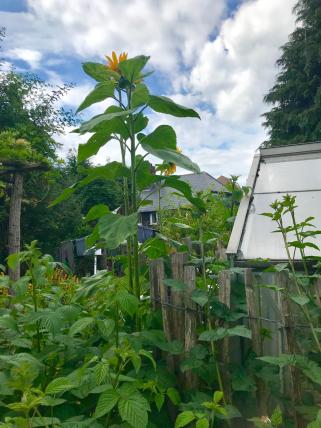 Sarah taller sunflowers.JPG