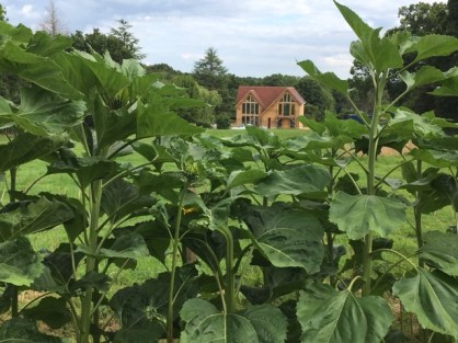 Sunflowers4 14 July..JPG