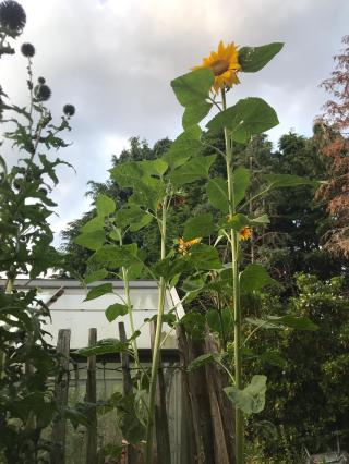 02.08 Sarah Sunflowers