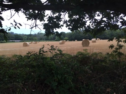 08.08 Framed harvest