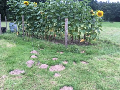 08.08 Those pesky moles