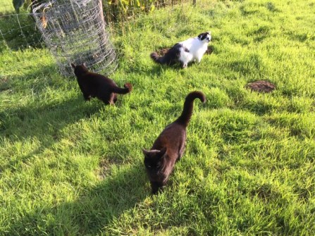 19.08 Three mousketeers