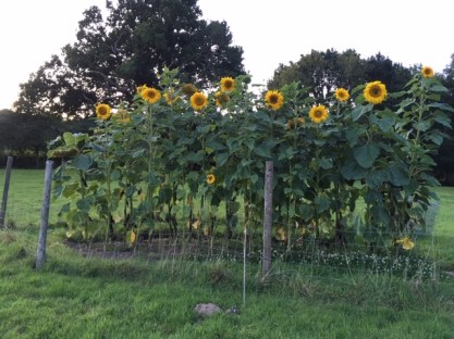 22.08 In all their glory