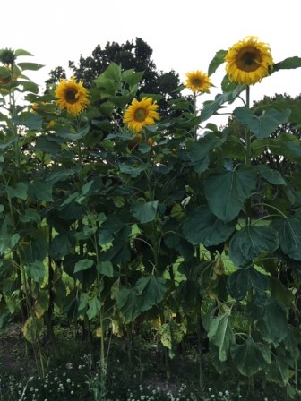 22.08 Tall they stand.JPG