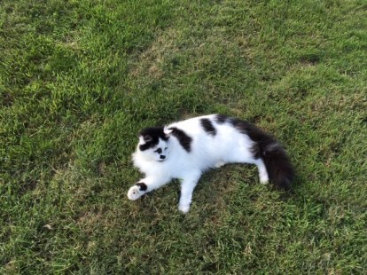 05.08 Freddie relaxing