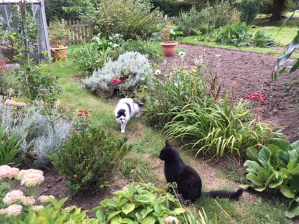 Cats in garden