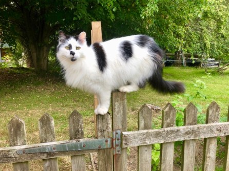Freddie on the fence