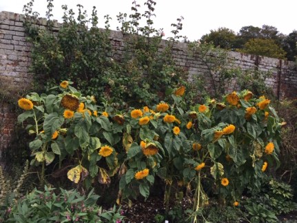 Leeds Castle Sunflowers