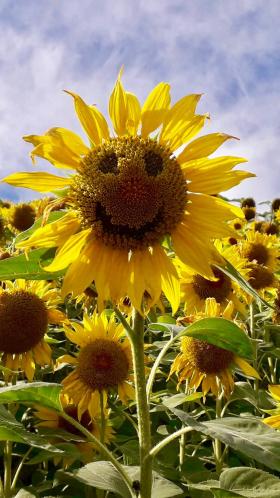 Sunflower Smiley Face