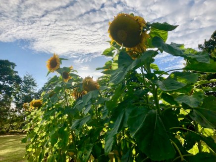 Sunflowers Last Days
