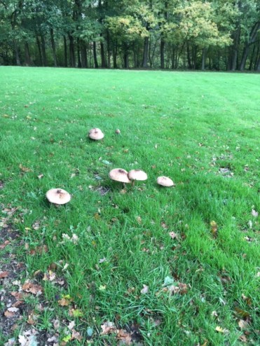 3 Nov Mushrooms 2.JPG