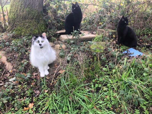 3 Nov Rod 3 Mouseketeers 2