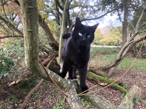 Layla the adventurer