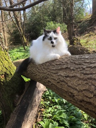 Freddie on a trunk call