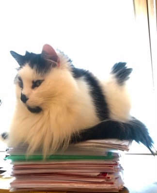 Freddie on top of paperwork