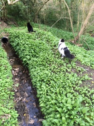 IInspecting the Wild garlic 21.03