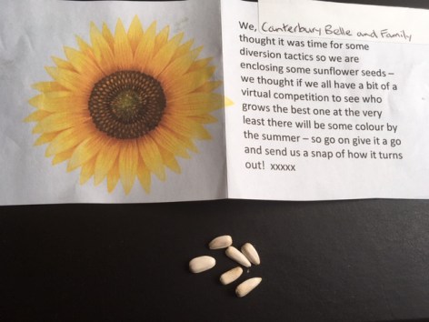 Sunflowers from Canterbury