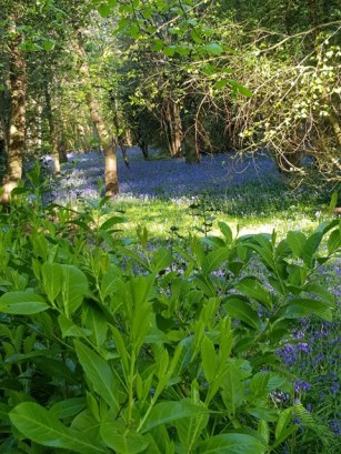 Bluebells 25.04 West Sussex