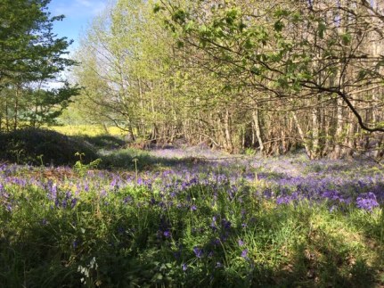 Bluebells 26.04 Hydons Ball