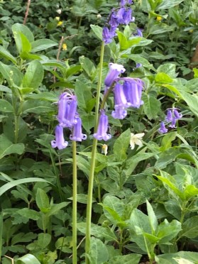 Bluebells