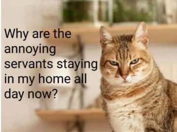 Cat with staff problem