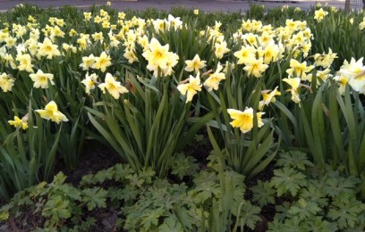 Daffodils Helsinki