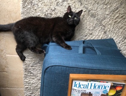 Layla - of course scratching makesit an ideal home