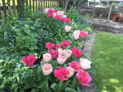 WWW Tulips 2