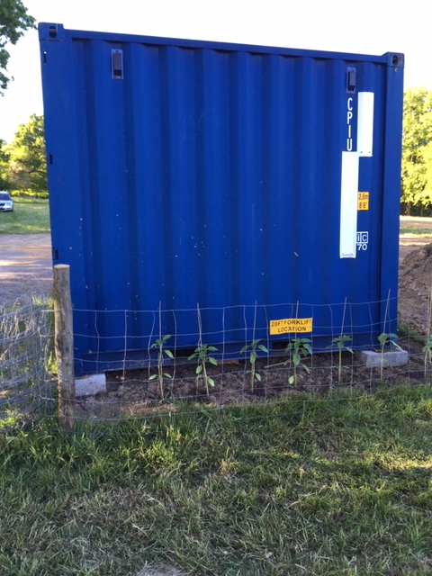 Container Sunflowers