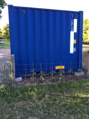 Container Sunflowers