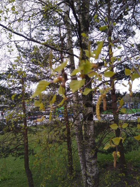 Finland Catkins
