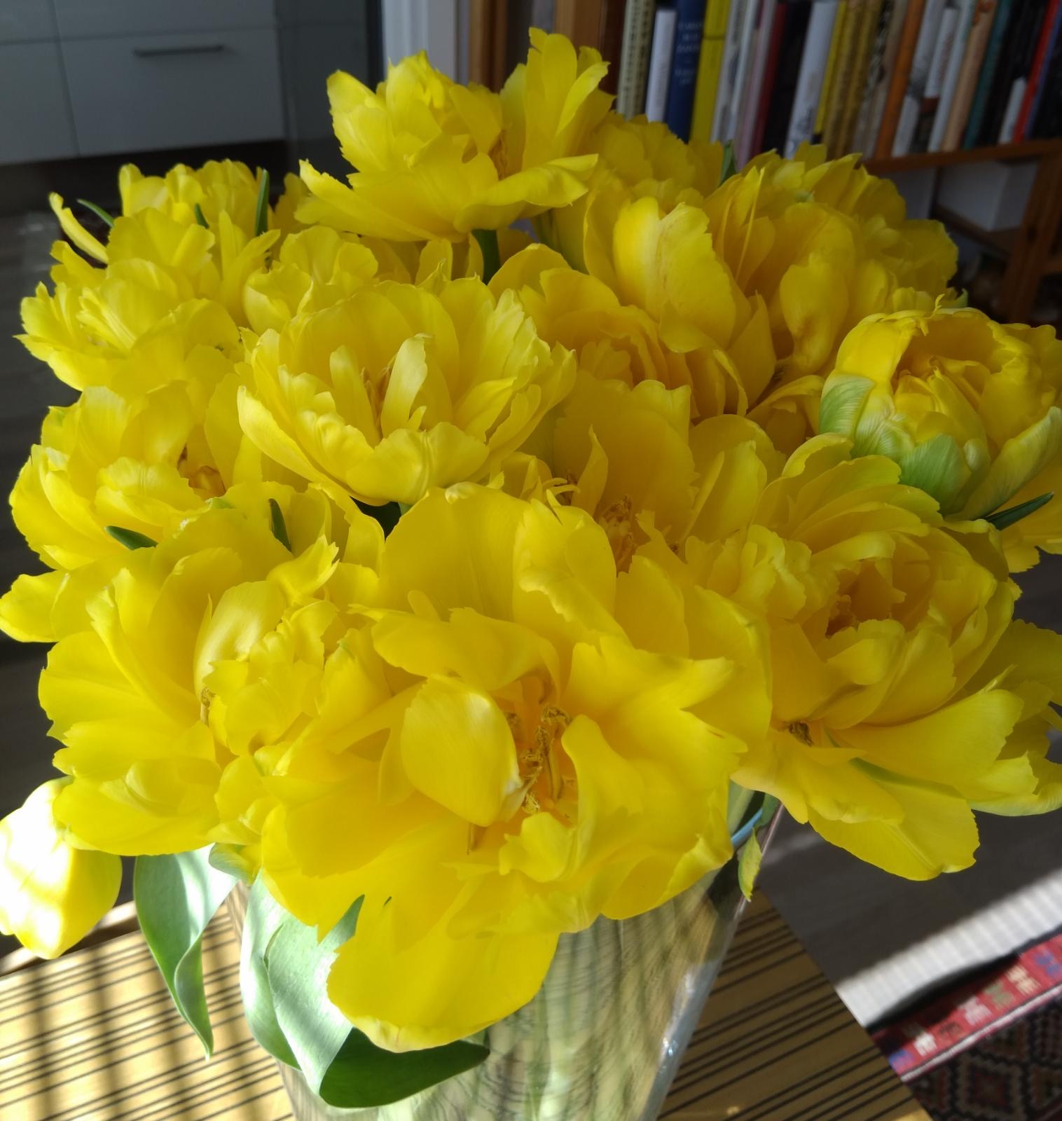 Finland Mother day tulips