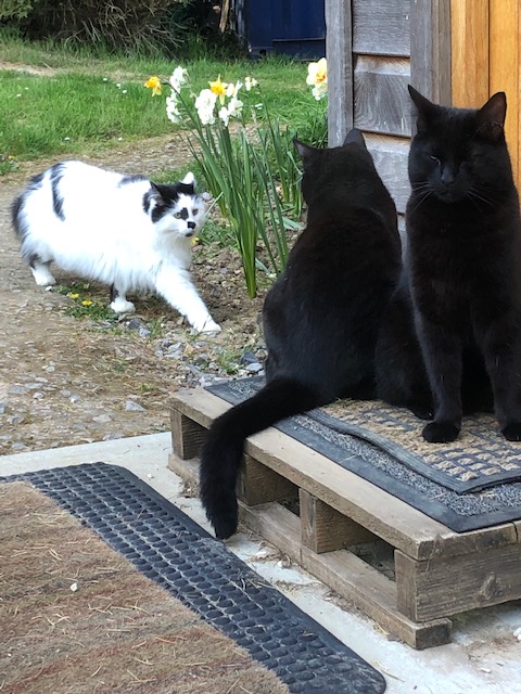 Freddie Gently does it