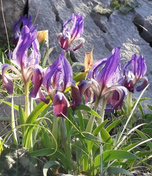 Greek Irises