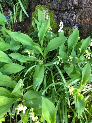 Lillies of the Valley