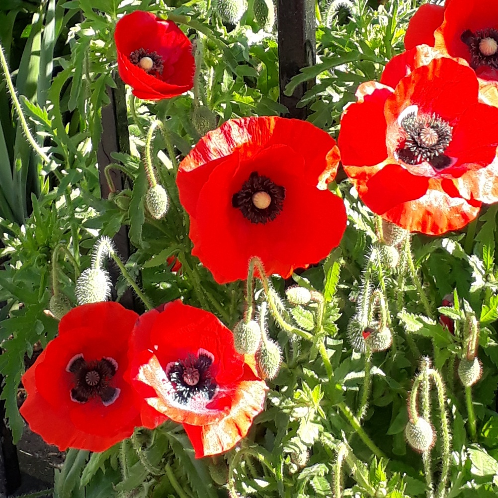 Poppies