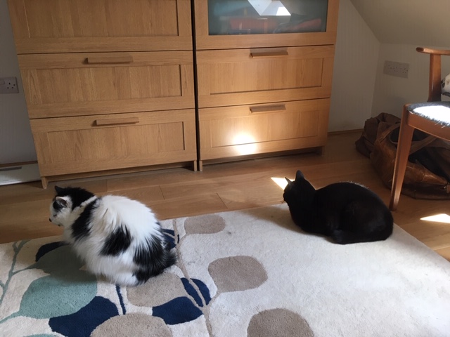 Where did the mouse go