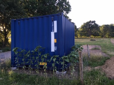 Container Sunflowers 24.06