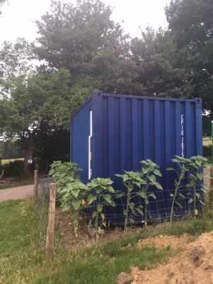 Container Sunflowers 30.06