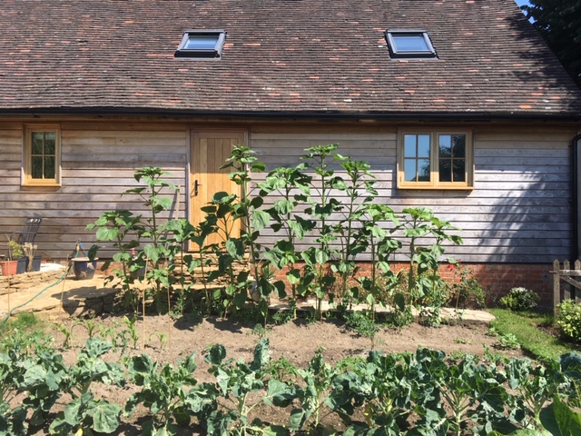 Mr Rod Sunflowers 23.06