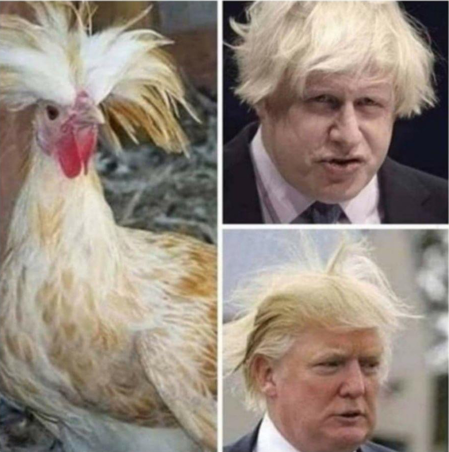 My vote for the cock